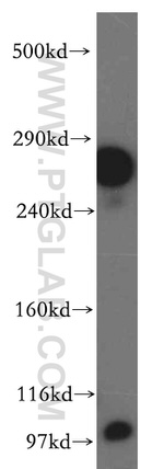 LRP2 Antibody in Western Blot (WB)