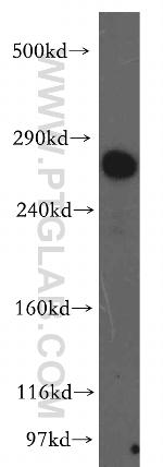 LRP2 Antibody in Western Blot (WB)