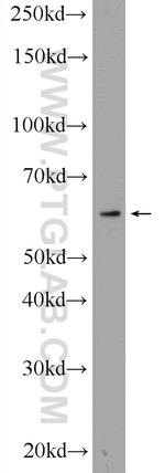 CYP4F3 Antibody in Western Blot (WB)