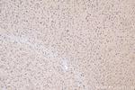 neurturin Antibody in Immunohistochemistry (Paraffin) (IHC (P))