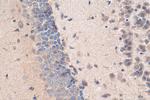 neurturin Antibody in Immunohistochemistry (Paraffin) (IHC (P))