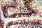 neurturin Antibody in Immunohistochemistry (Paraffin) (IHC (P))