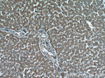 PYGM Antibody in Immunohistochemistry (Paraffin) (IHC (P))