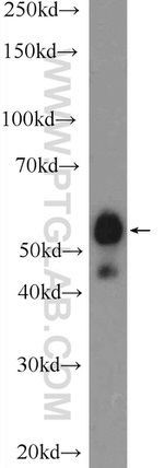 SPAG4 Antibody in Western Blot (WB)