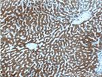 Thrombospondin 3 Antibody in Immunohistochemistry (Paraffin) (IHC (P))