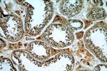 TMF1 Antibody in Immunohistochemistry (Paraffin) (IHC (P))