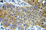 TMF1 Antibody in Immunohistochemistry (Paraffin) (IHC (P))