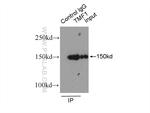 TMF1 Antibody in Immunoprecipitation (IP)