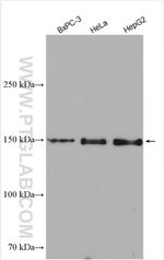 TMF1 Antibody in Western Blot (WB)