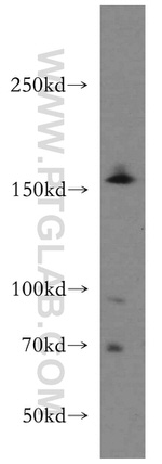 TMF1 Antibody in Western Blot (WB)