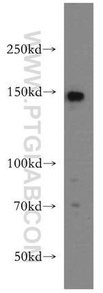 TMF1 Antibody in Western Blot (WB)