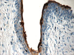 UPK2 Antibody in Immunohistochemistry (Paraffin) (IHC (P))