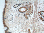 ST8SIA2 Antibody in Immunohistochemistry (Paraffin) (IHC (P))