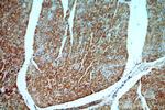 ST8SIA2 Antibody in Immunohistochemistry (Paraffin) (IHC (P))