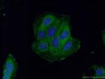 RAB11B Antibody in Immunocytochemistry (ICC/IF)