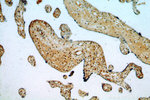 RAB11B Antibody in Immunohistochemistry (Paraffin) (IHC (P))