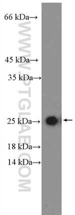 RAB11B Antibody in Western Blot (WB)