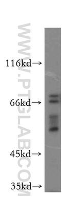 WASF4 Antibody in Western Blot (WB)