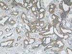 LATH Antibody in Immunohistochemistry (Paraffin) (IHC (P))