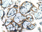 RYR2 Antibody in Immunohistochemistry (Paraffin) (IHC (P))