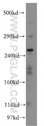 RYR2 Antibody in Western Blot (WB)