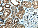 NLRP3 Antibody in Immunohistochemistry (Paraffin) (IHC (P))