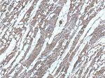 ADRA1B Antibody in Immunohistochemistry (Paraffin) (IHC (P))