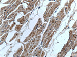 ADRA1B Antibody in Immunohistochemistry (Paraffin) (IHC (P))