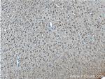 ADRA1B Antibody in Immunohistochemistry (Paraffin) (IHC (P))