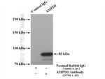 AMPD1 Antibody in Western Blot (WB)