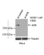 ATR Antibody in Western Blot (WB)