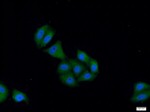 DHX32 Antibody in Immunocytochemistry (ICC/IF)