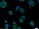 DHX32 Antibody in Immunocytochemistry (ICC/IF)