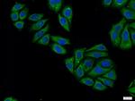 DHX32 Antibody in Immunocytochemistry (ICC/IF)