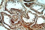 DHX32 Antibody in Immunohistochemistry (Paraffin) (IHC (P))