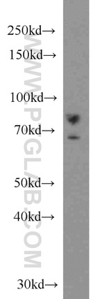 DHX32 Antibody in Western Blot (WB)