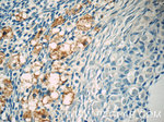 TLR5 Antibody in Immunohistochemistry (Paraffin) (IHC (P))