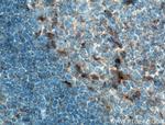 TLR5 Antibody in Immunohistochemistry (Paraffin) (IHC (P))