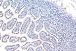 TLR5 Antibody in Immunohistochemistry (Paraffin) (IHC (P))