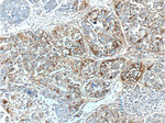 TLR4 Antibody in Immunohistochemistry (Paraffin) (IHC (P))