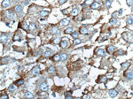 TLR4 Antibody in Immunohistochemistry (Paraffin) (IHC (P))