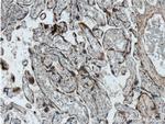 TLR4 Antibody in Immunohistochemistry (Paraffin) (IHC (P))