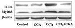 TLR4 Antibody in Western Blot (WB)