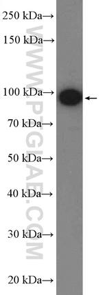 TLR4 Antibody in Western Blot (WB)