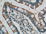 TLR1 Antibody in Immunohistochemistry (Paraffin) (IHC (P))