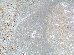 TLR1 Antibody in Immunohistochemistry (Paraffin) (IHC (P))