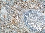 TLR1 Antibody in Immunohistochemistry (Paraffin) (IHC (P))