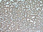 HADH Antibody in Immunohistochemistry (Paraffin) (IHC (P))