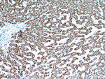 HADH Antibody in Immunohistochemistry (Paraffin) (IHC (P))