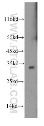 HADH Antibody in Western Blot (WB)